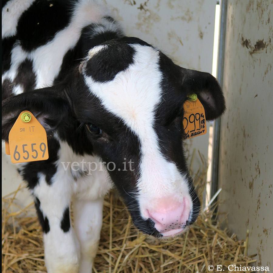 Otitis media and mediainterna (Middle and inner ear infection) in calf